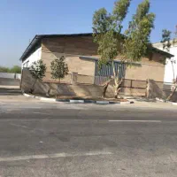 سوله-درخت-سبز