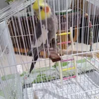 عروس هلندی با قفس