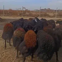 ۴۰ راس گوسفند زاییده و آبستن سنگین عتیقه ی میاندآب
