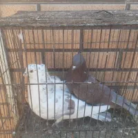 کبوتر نر عالی|پرنده|کاشان, مشکات|دیوار