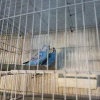 مرغ عشق نیمه هلندی