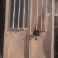 درب دولنگه کاملا سالم قیمت ۲۵۰۰