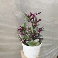 گل برگ بیدی صورتی ، ابلق و چشم آهویی