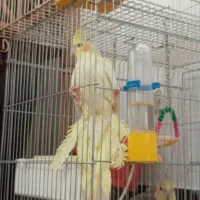 پرنده یک جفت عروس هلندی