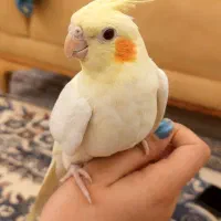 عروس هلندی دستی