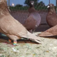 تعدادی کفتر پرشتی|پرنده|خرمآباد, |دیوار