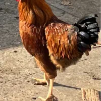مرغ وخروس بوغلمون
