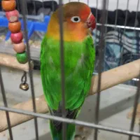 طوطی کوتوله برزیلی فیشر