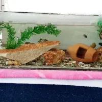 فروش آکواریوم خانگی|ماهی|اورامان, |دیوار