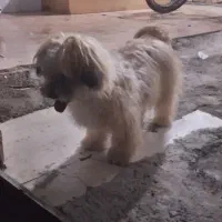 سگ پاکوتاه