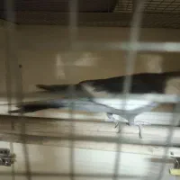 عروس هلندی|پرنده|تبریز, |دیوار