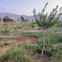 باغ در مرند|فروش زمین و ملک کلنگی|کشکسرای, |دیوار