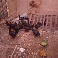 ۱۲ تا مرغ سیاه درجه یک