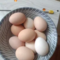 روزی 12تا تخم مرغ نطفه دار گلین لگهورن پاپر کاکلی