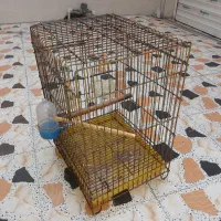 قفس عروس پاریس با کاسکو|پرنده|اهواز, فاز ۱ پادادشهر|دیوار