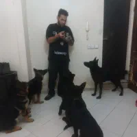 توله ژرمن شپرد ۳ ماهه کلاسیک