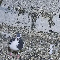 کبوتر چادری و طوقی