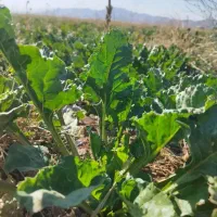 چغندر  دامی  خوراک دام