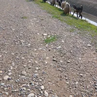 ۸ عدد بز خشک چپر