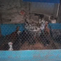 مرغ خروس محلی و گلینی|حیوانات مزرعه|کردکوی, |دیوار