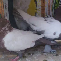 کبوتر سینه ای سرخ
