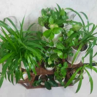 گل گلدان|گل و گیاه طبیعی|شیراز, کوشک میدان|دیوار