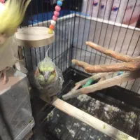 عروس هلندی جفت نر و ماده 7ماهه|پرنده|کرج, برغان|دیوار