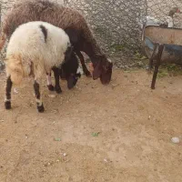 میش بره افشار جوان|حیوانات مزرعه|بروجرد, |دیوار