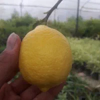 فروش نهال لیمو ترش پیوندی|گل و گیاه طبیعی|ساری, |دیوار