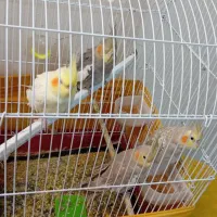 عروس هلندی|پرنده|رامشیر, |دیوار