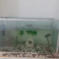 اکواریم سالم سالم