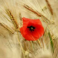 کربلا. اربعین آن شاالله