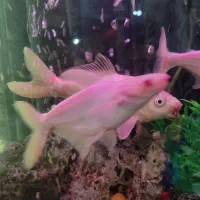 یک ماهی زیبا آروم سفید و2فنکوس آلبینو