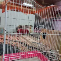 قفس پرنده عروس هلندی