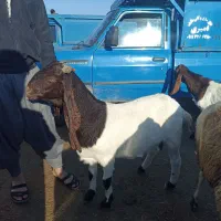 بز پاکستانی اصیل  ابستن|حیوانات مزرعه|انبارآلوم, |دیوار