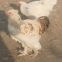 3عددخروس برهما|حیوانات مزرعه|بانه, |دیوار