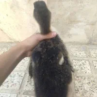 اردک|حیوانات مزرعه|اسلام‌شهر, شهرک مهدیه|دیوار