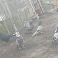 کبوتر پر کل کبوتر