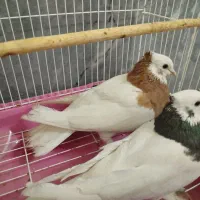 طوقی|پرنده|شیراز, تل حسین‌آباد|دیوار