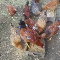 هشت عدد خروس سرحال