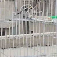 سره ماده عطیقه