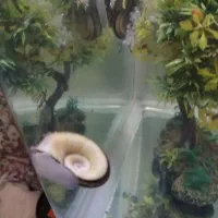 150تاحلزون رامشورن و 30تا کلمبیایی  فروش یا معاوضه|ماهی|ری, علایین|دیوار