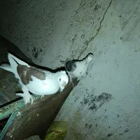 کبوتر پشتی کاکل شاخی دمسفید|پرنده|بردسکن, |دیوار