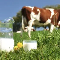 فروش شیر گاوی تازه