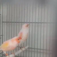 یک جفت قناری موزایکی