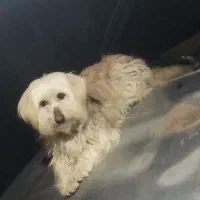 شیتزو|سگ|یاسوج, |دیوار