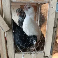 تیمچه گلین.جوجه برهمانیمچه برهما تعدادی مرغ گوشتی