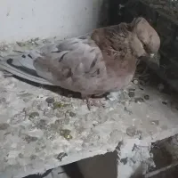 سرور کاکلی ماده