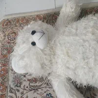 خرس بزرگ