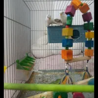 پرنده مرغ عشق|پرنده|چرداول, |دیوار